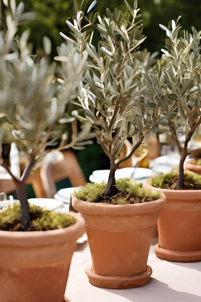 Decorative Olive Trees