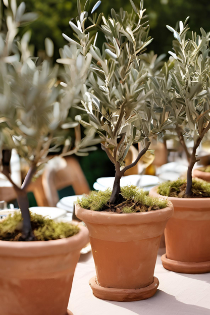 Decorative Olive Trees